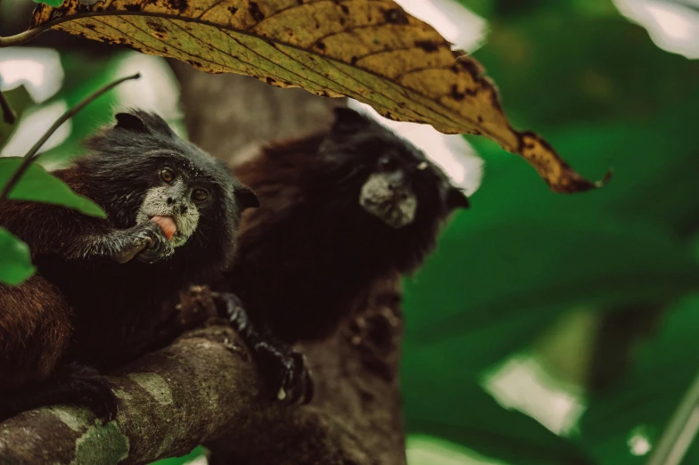 a monkey sitting on top of a tree