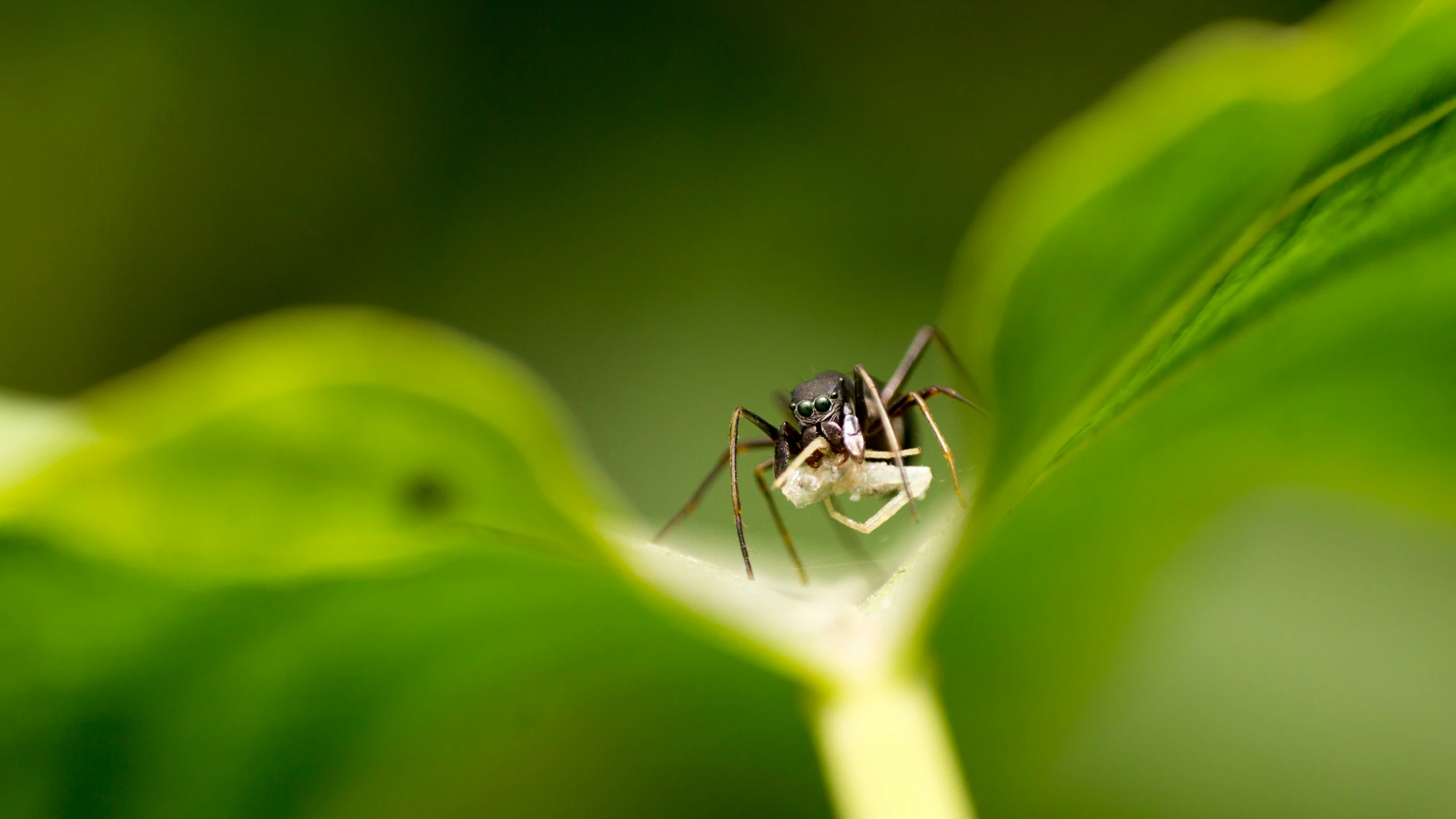 a fly is resting on a leaf of a plant