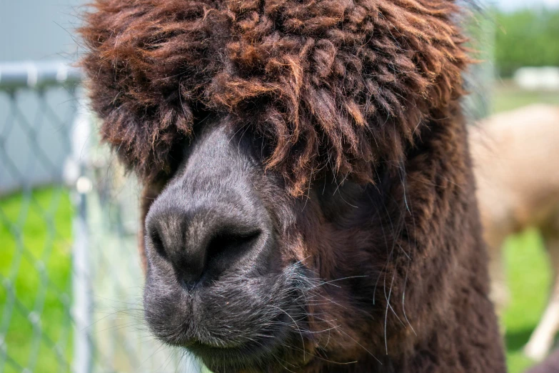 an alpaca with curly hair standing next to a chain link fence