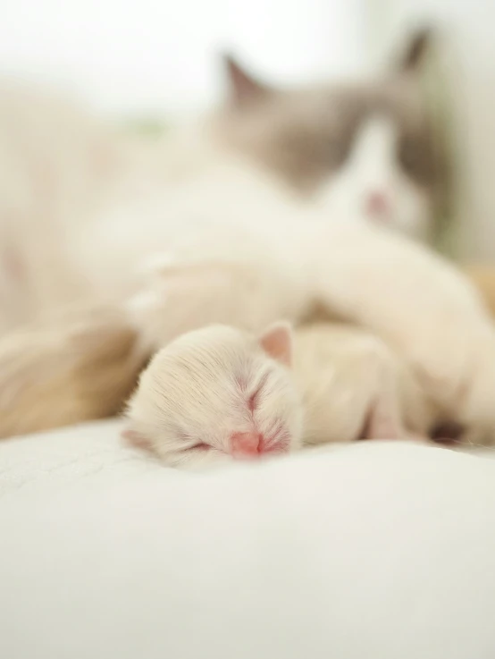 a yellow and white cat laying on its back on a bed