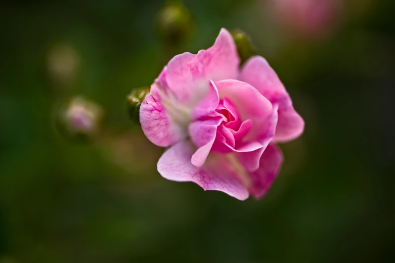 a pretty flower sitting in the middle of flowers