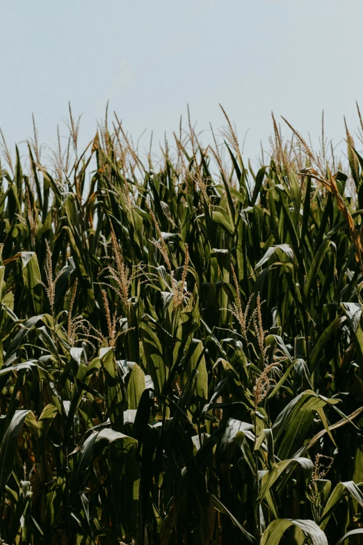 a field of very tall green plants with blue skies in the background