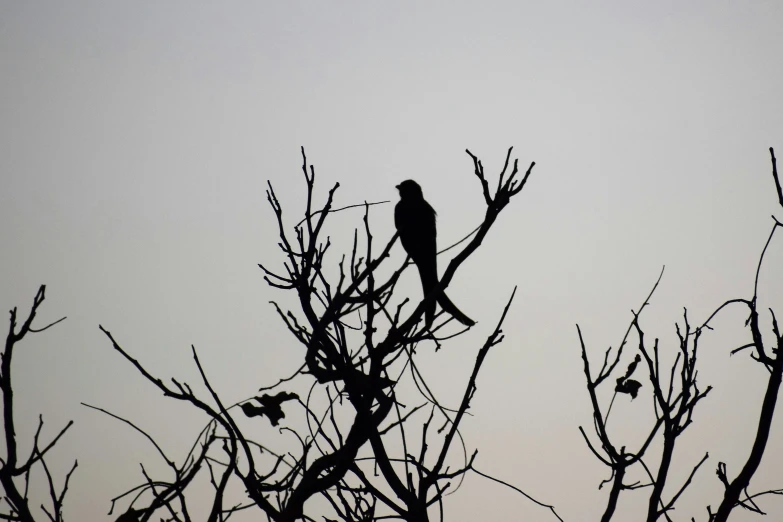 silhouette of tree nches with bird sitting in the top