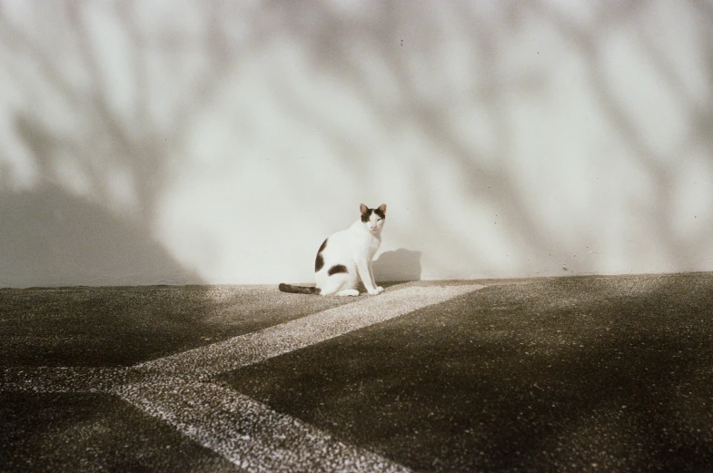 a cat sitting on top of a paved surface