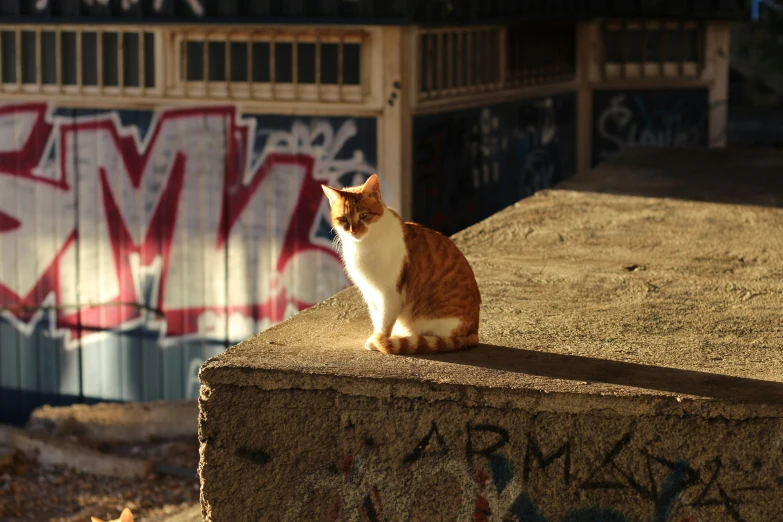 a cat sitting on a ledge next to graffiti