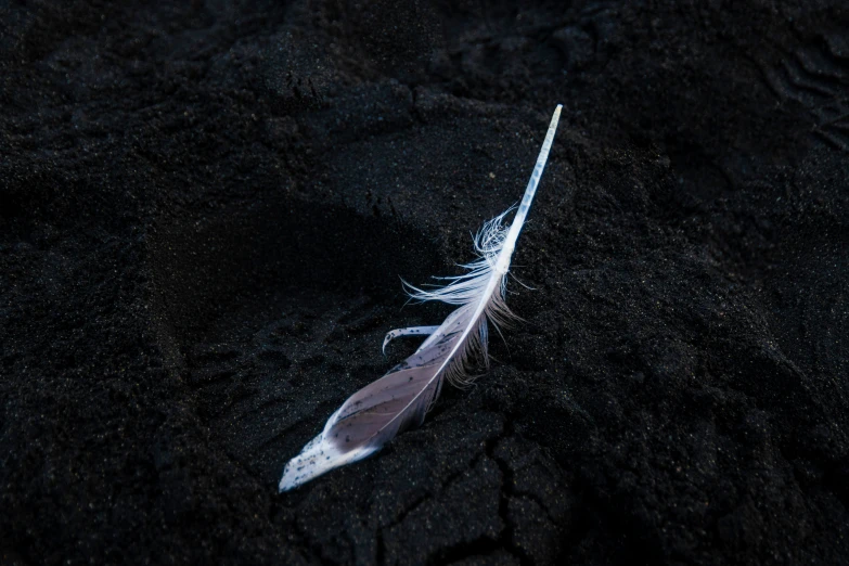 a small feather resting on the ground on the rocks