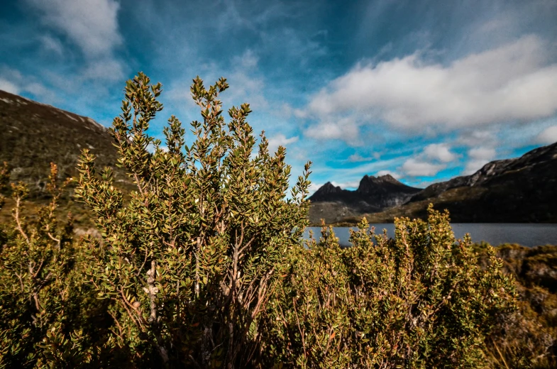 the bushes are next to the water in the mountains