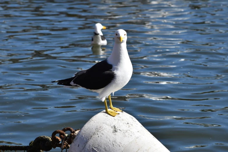 two white birds are perched on a post