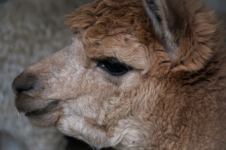 a brown and white llama looks at the camera