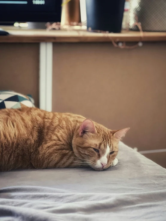 an orange tabby cat sleeps on a white bed
