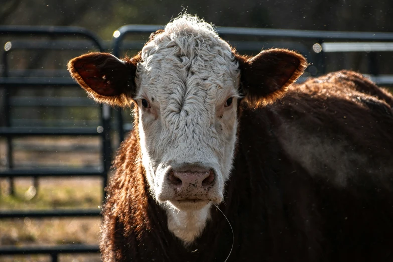 a close up image of a cow standing in front of a gate