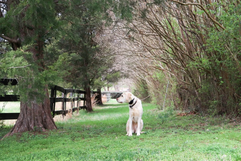 dog staring into distance with fence and trees in background