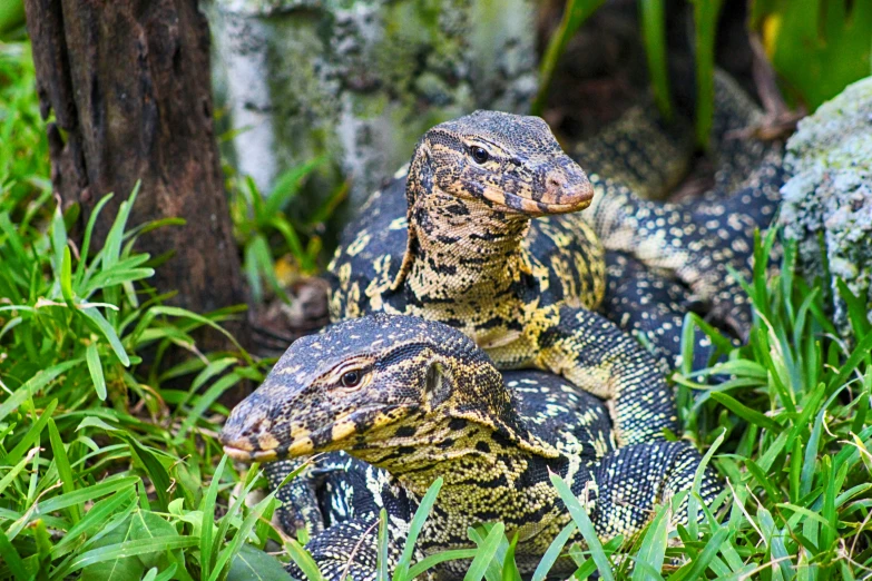 two brown and black lizards are sitting on the grass