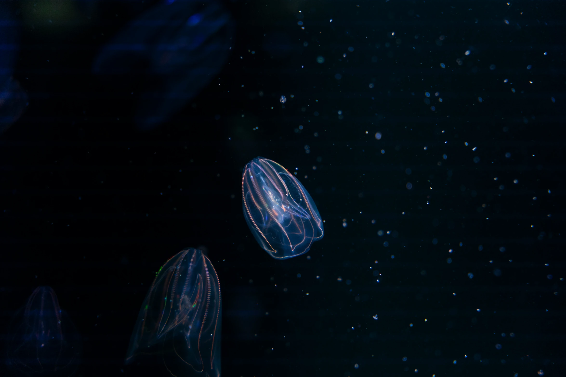 some jelly fish swimming under the water