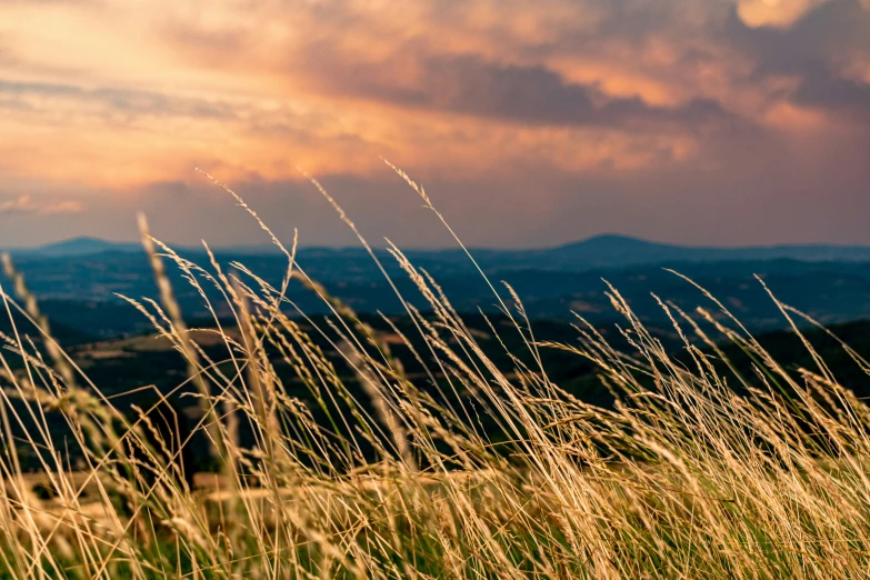 grass blowing in the wind on top of a hill