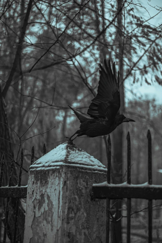 a crow flies over the cemetery during a snowstorm