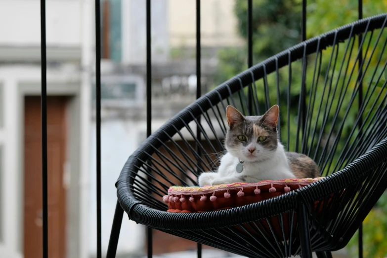 a calico cat laying on a blanket in a black chair