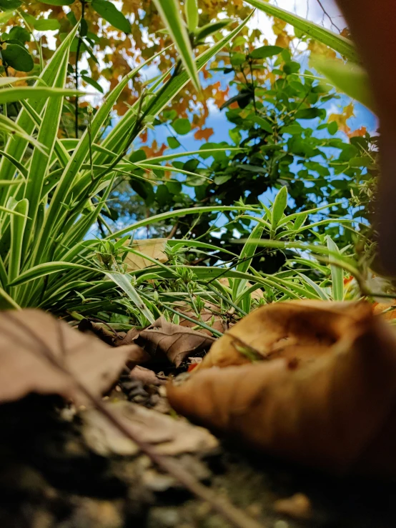 a mushroom is nestled between the leaves in a garden