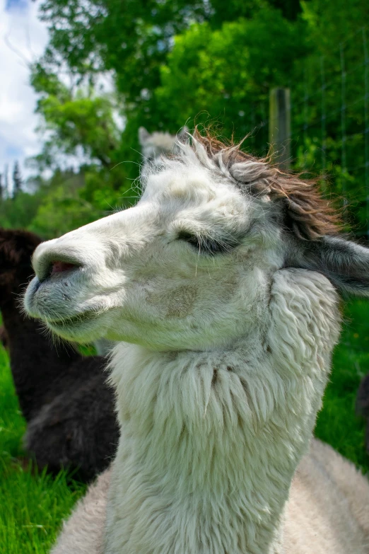 an alpaca stands by the trees staring at soing