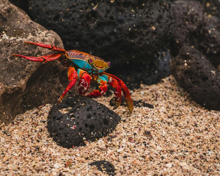 a brightly colored crab is walking on a rocky beach