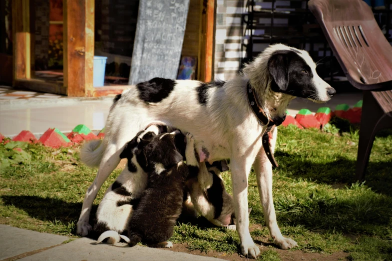 a dog standing on a lawn with three kittens