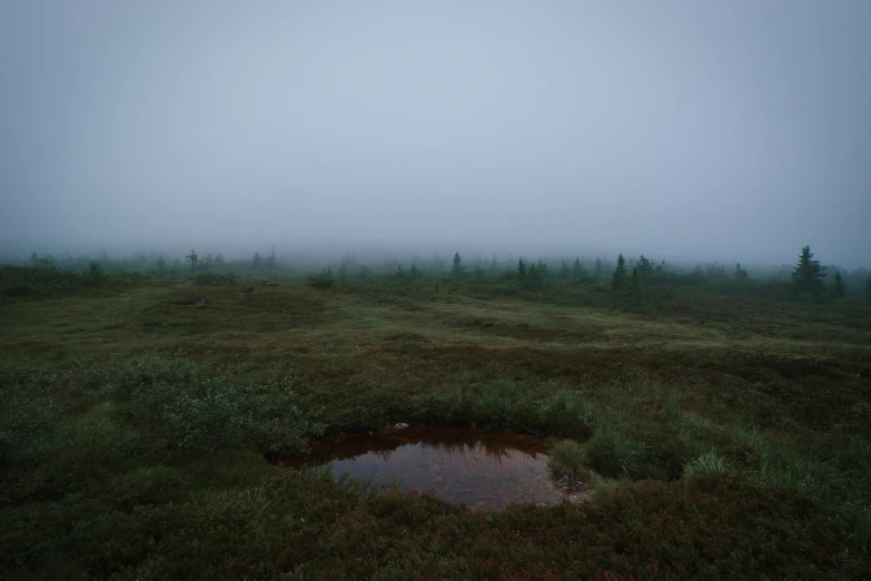 a foggy field has dles in the grass