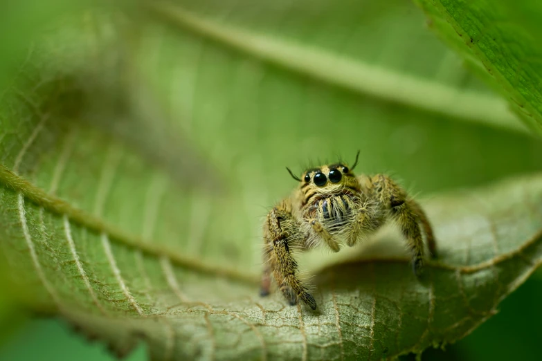 a brown spider standing on a green leaf