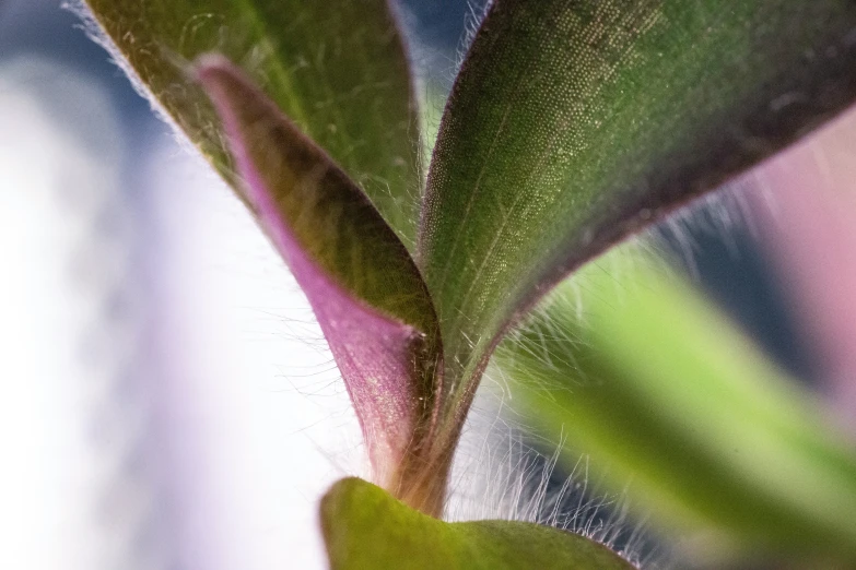 an abstract image of a plant stem in a vase