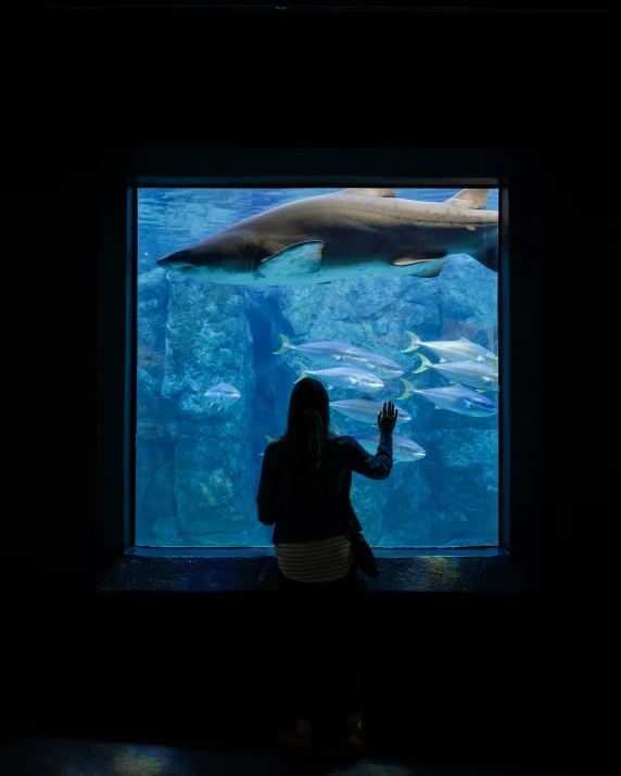 a person standing in front of an aquarium while a dolphin is looking at them