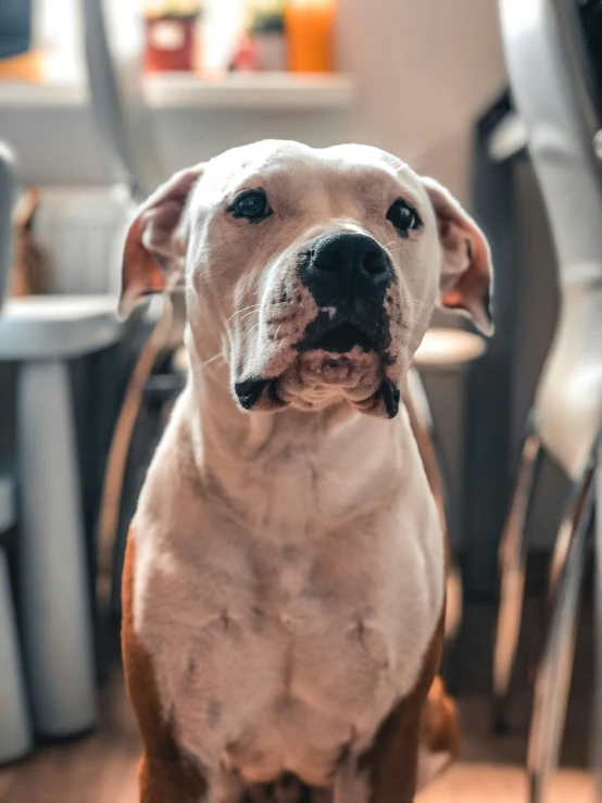 a white and brown dog sitting on top of a wooden floor