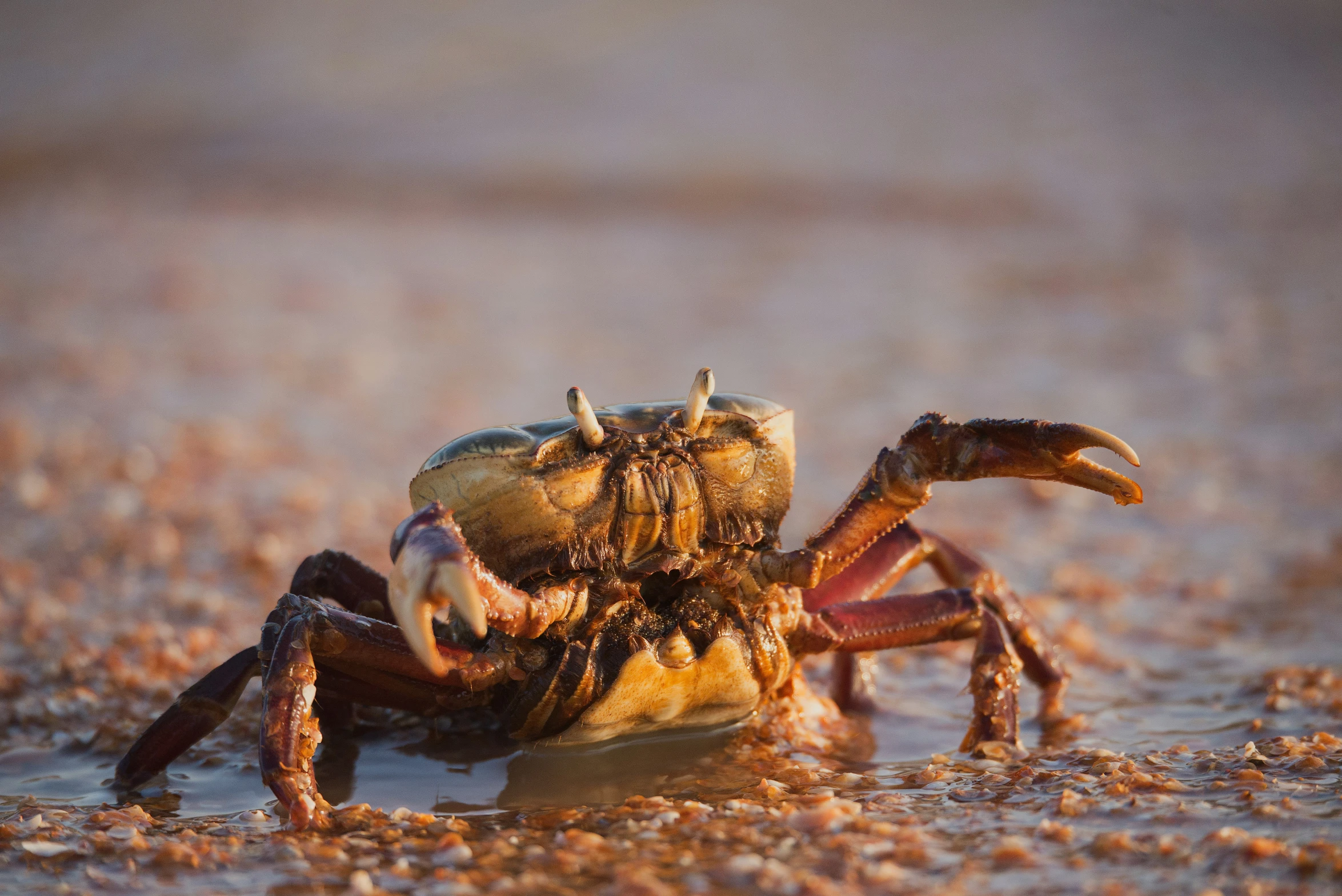 a crab with large legs sitting on the sand