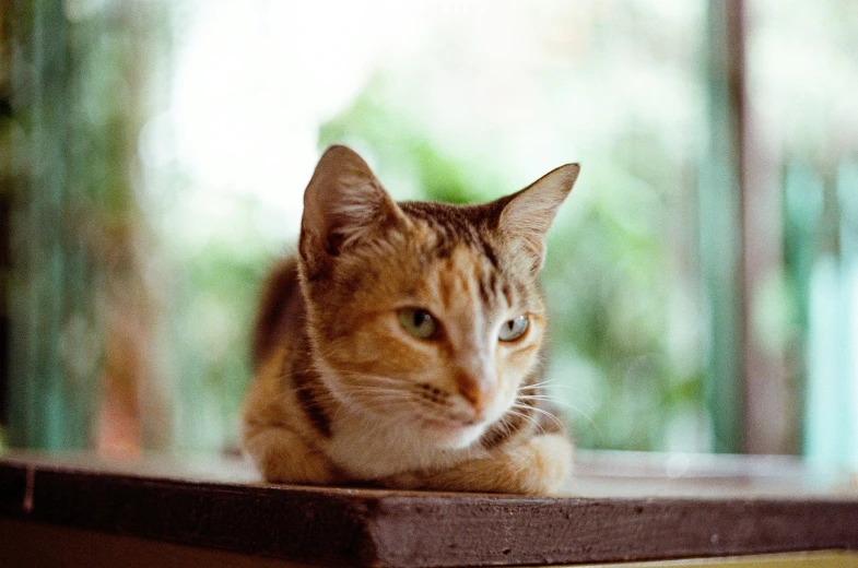 a cat sits on top of a table in front of an open window