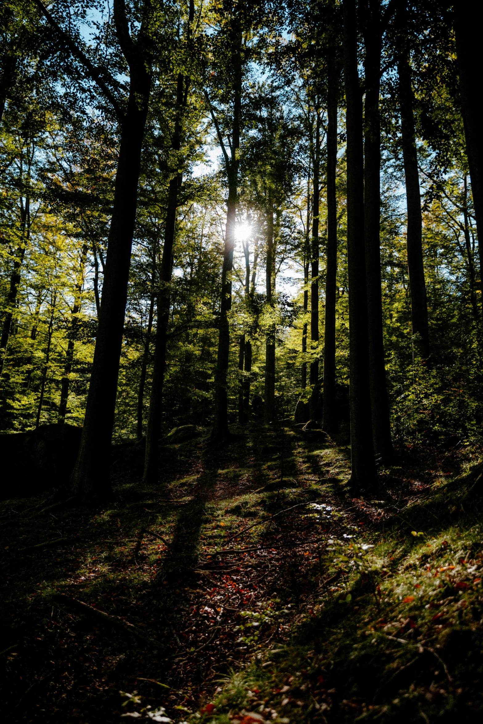 sun shining through the trees above a path in the woods