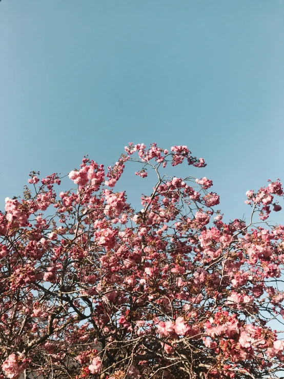 a tree in front of a very blue sky with pink flowers