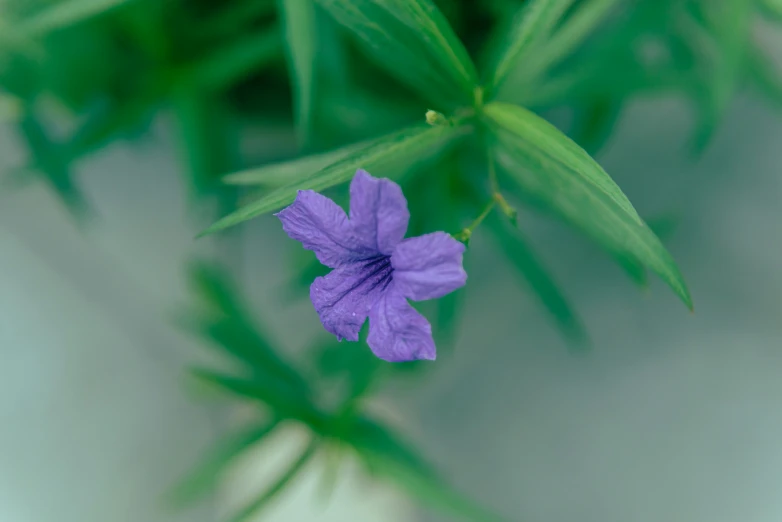 the blue flower is growing out of the green leaf