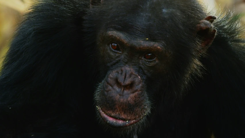 close up of an adult gorilla with very sharp teeth