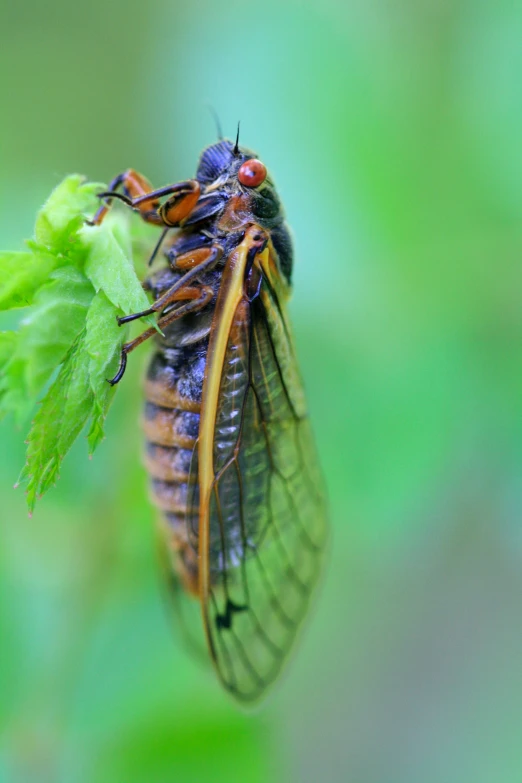 two insect sitting on top of a green leaf