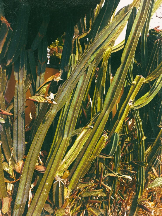 several green bananas in an area of dirt and grass