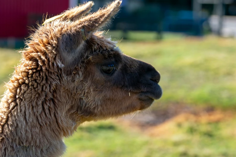 an animal looking at the camera on a grassy field