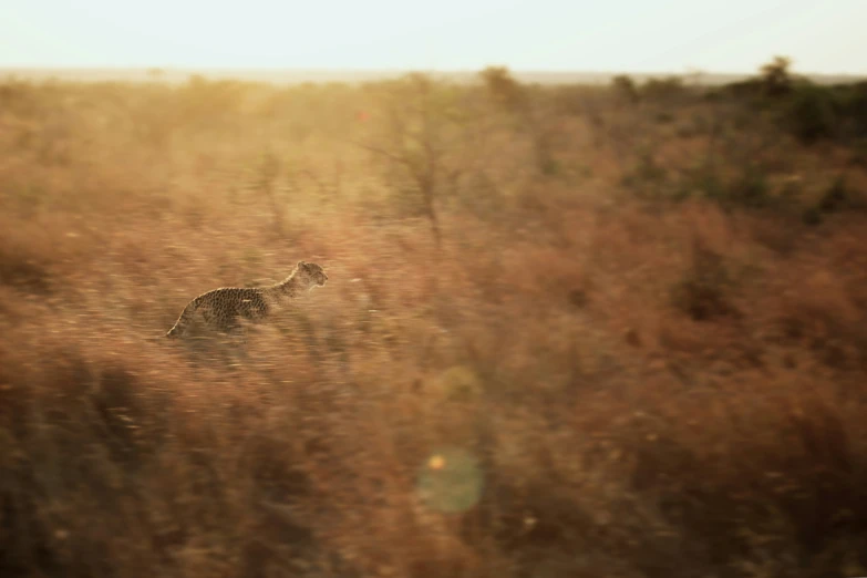 the ze is walking through the tall grass