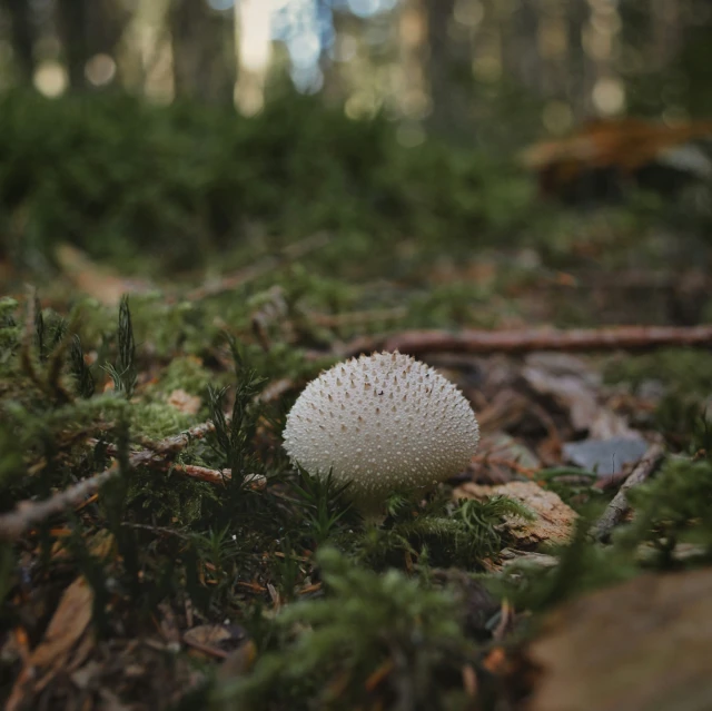 a close up of a mushroom in the woods