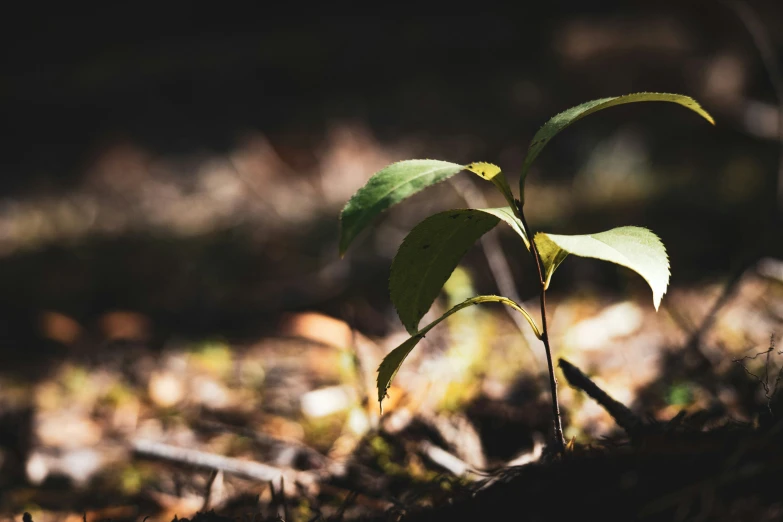 green plant growing on the forest floor in sunlight