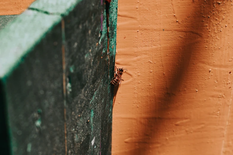 a wall with a wall corner painted green and the corner has an insect on it