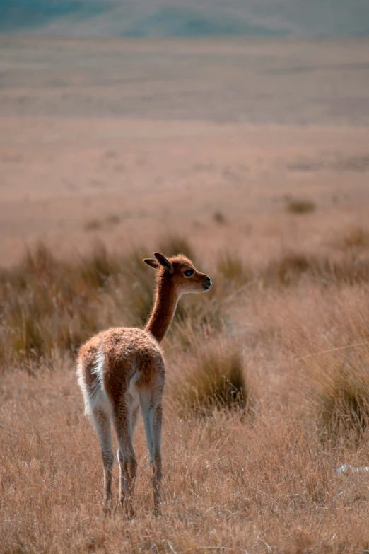 a small gazelle standing on top of a dry grass field