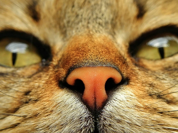 a close up s of a cat's face