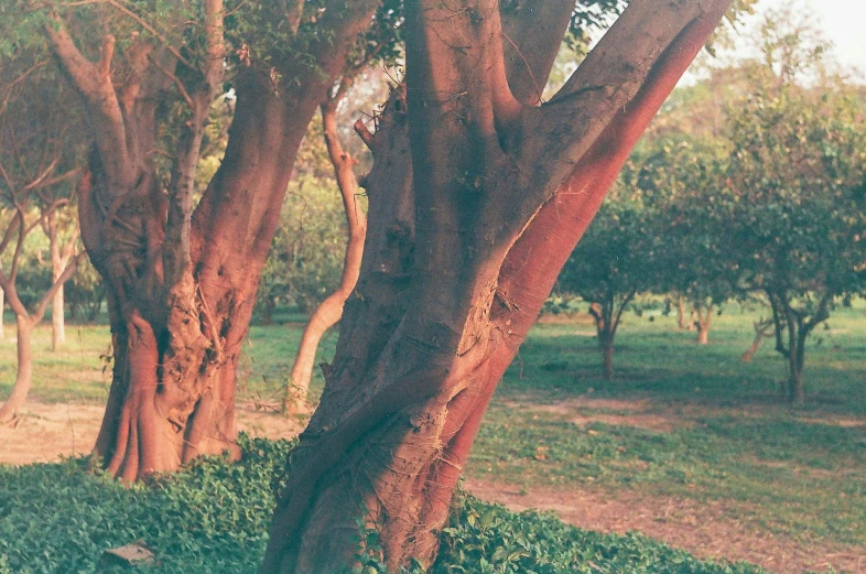 a large group of trees are shown next to each other