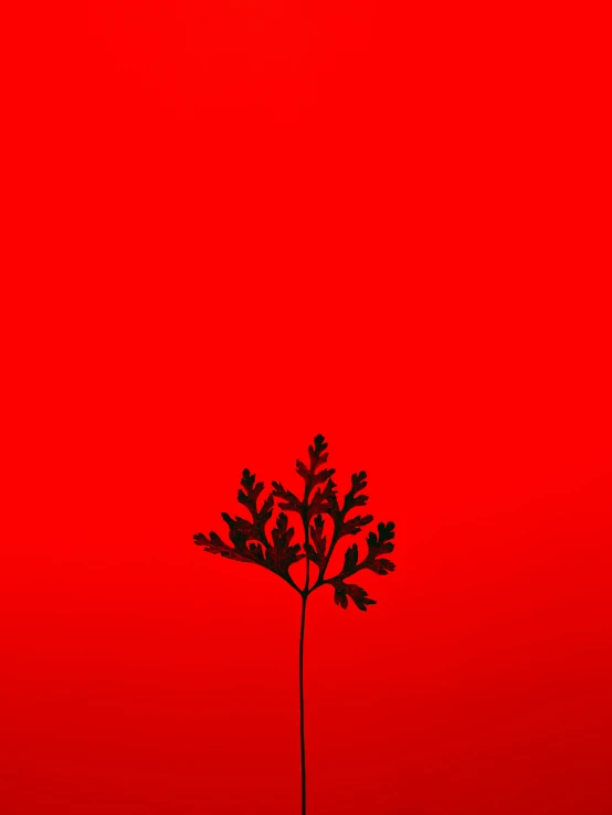 a red colored wall with a tree growing from the top