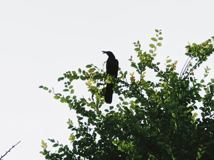 an image of a bird that is in the tree