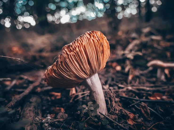 a mushroom with a long tail standing on the ground