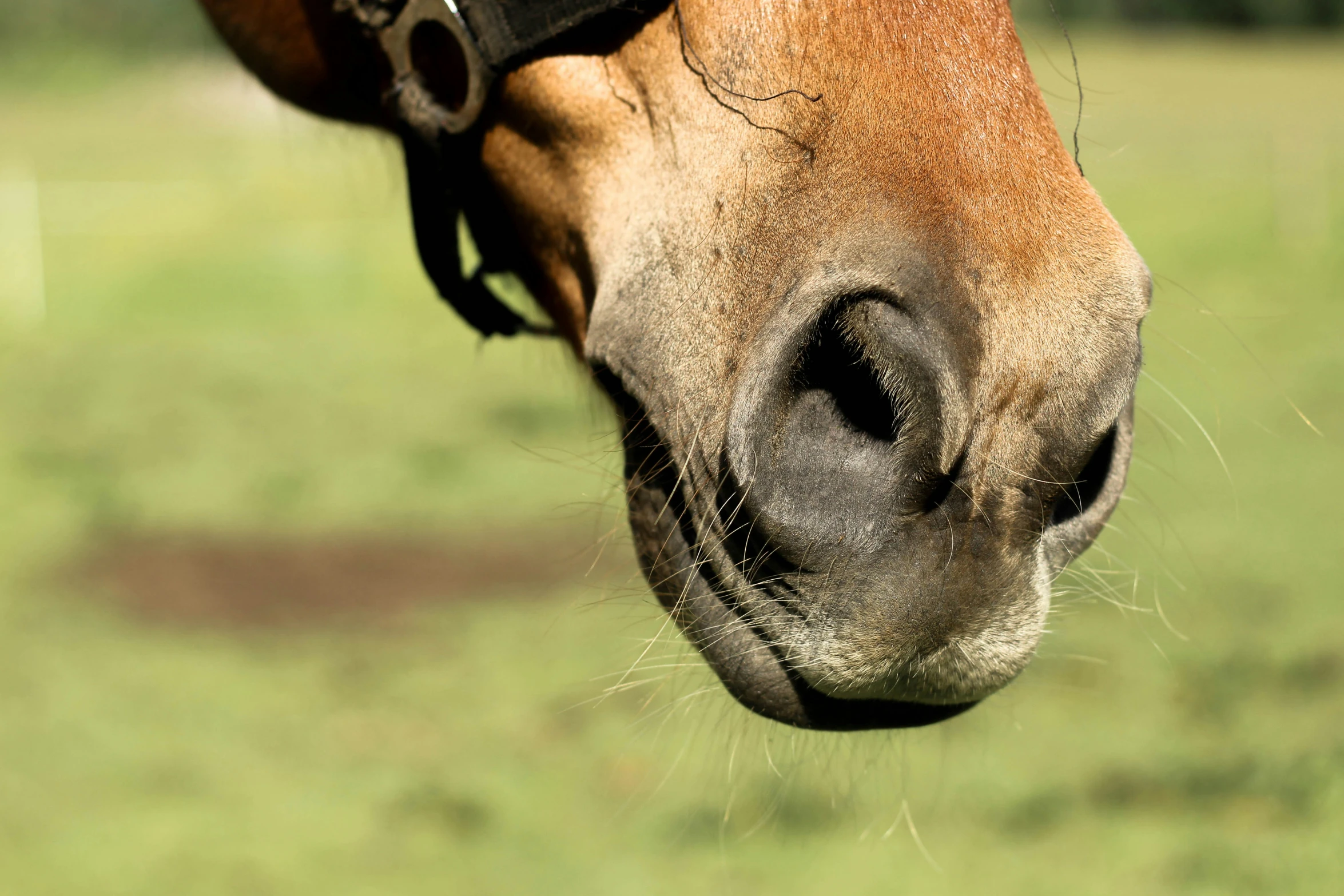 a horse standing next to a lush green field